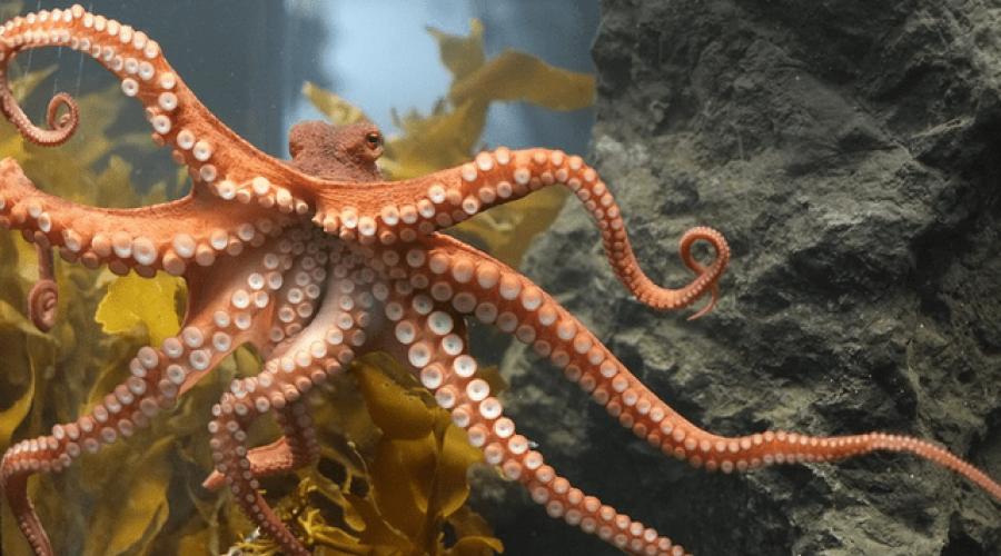 Сообщение почему осьминога так назвали осьминог. Осьминоги — самые удивительные моллюски. Почему у спрута такое имя